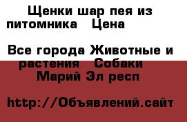 Щенки шар-пея из питомника › Цена ­ 15 000 - Все города Животные и растения » Собаки   . Марий Эл респ.